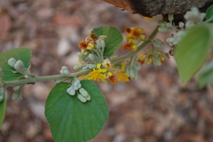 Grewia tiliifolia